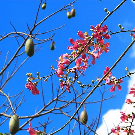 לינה וארוחת בוקר רן-איי Luka Garden Bnb מראה חיצוני תמונה